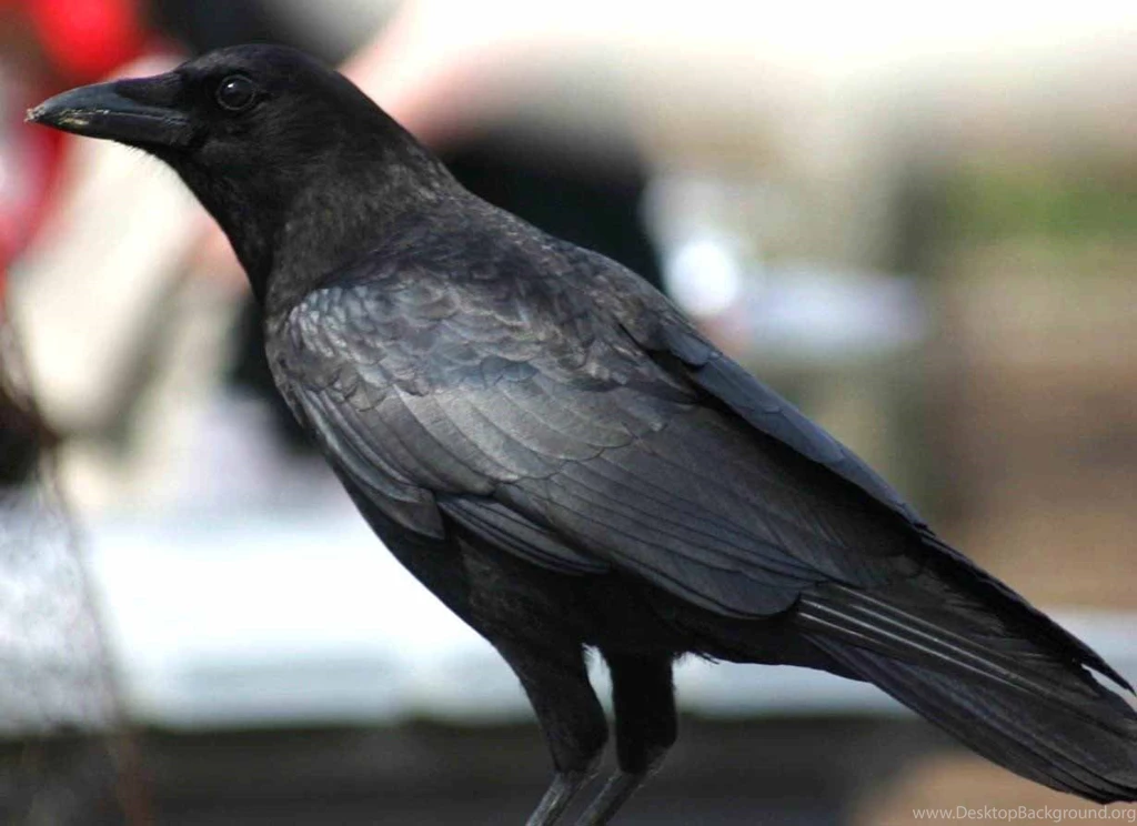 Crow HD Wallpapers