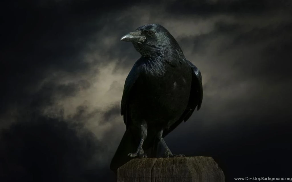 Birds: Lonely Crow Photography Raven Abstract Nature Wild Animals ...