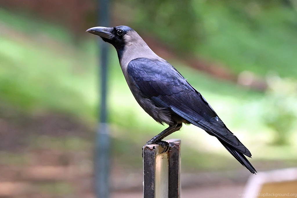 Crow Hd Tv 1920x1080px Free Wallpapers Free Hd Wallpapers