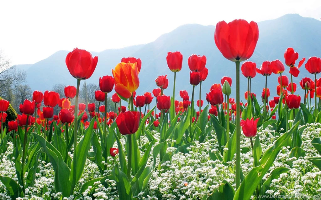 Tulip Theme Photography Wallpapers 16 - Flower Wallpapers Free ...