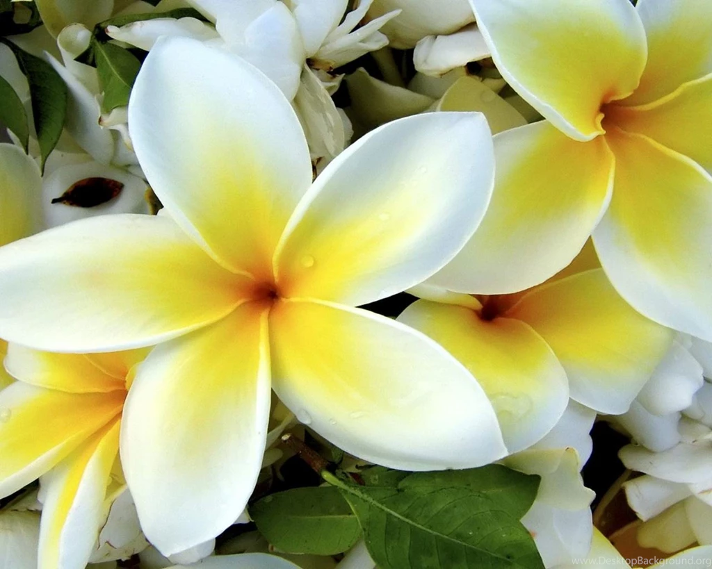 1280x1024 White Tulip Wallpapers Hd Desktop Wallpaper Desktop ...