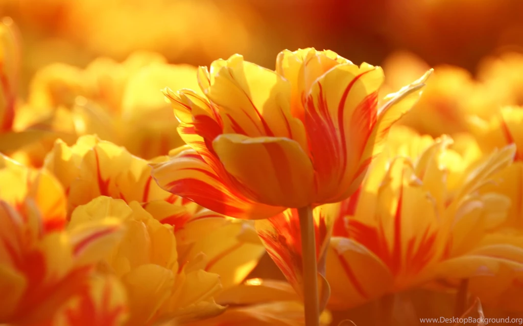 Orange Tulip Wallpapers For Iphone Uncalke.com