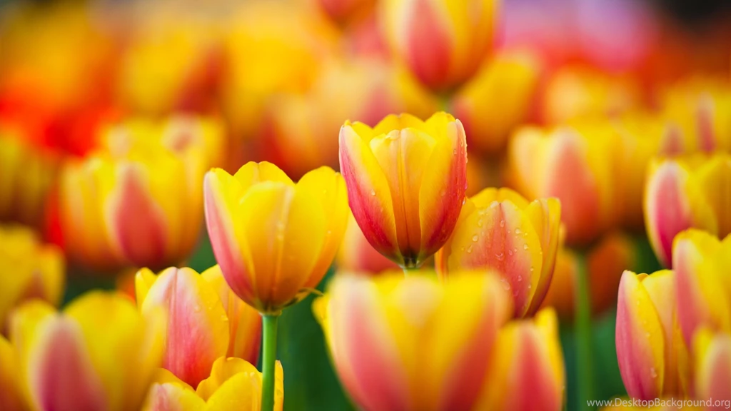 Tulip Computer Wallpapers, Desktop Backgrounds