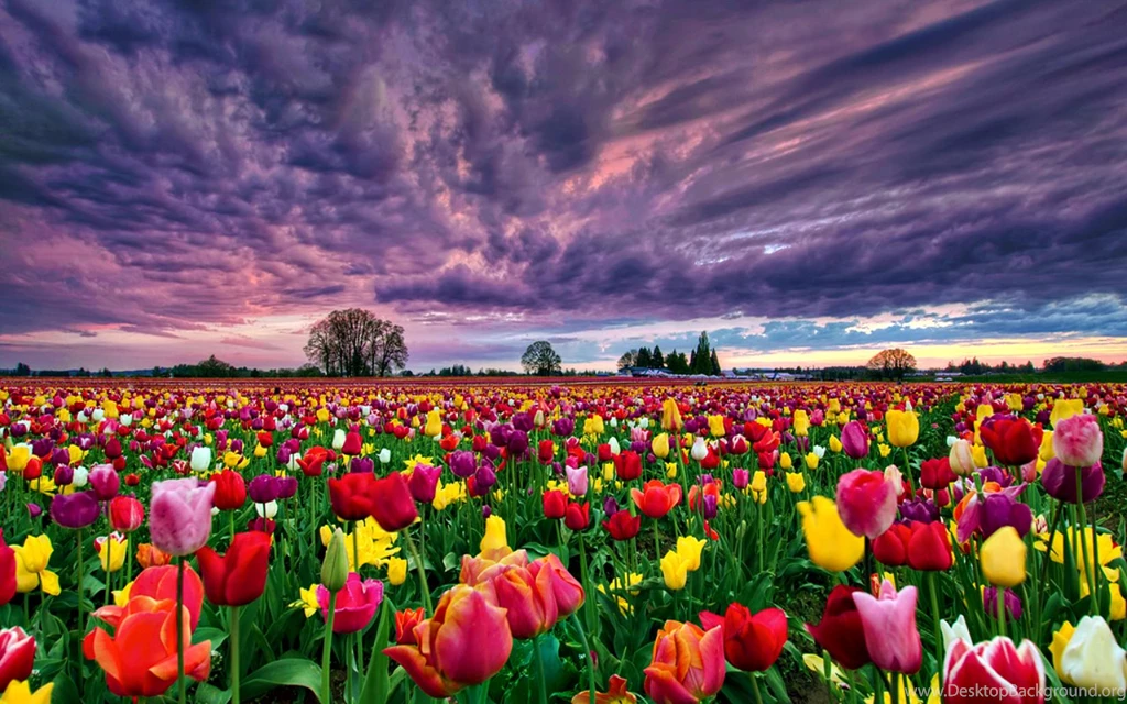 Earth – Flower Colors Tulip Field Wallpapers