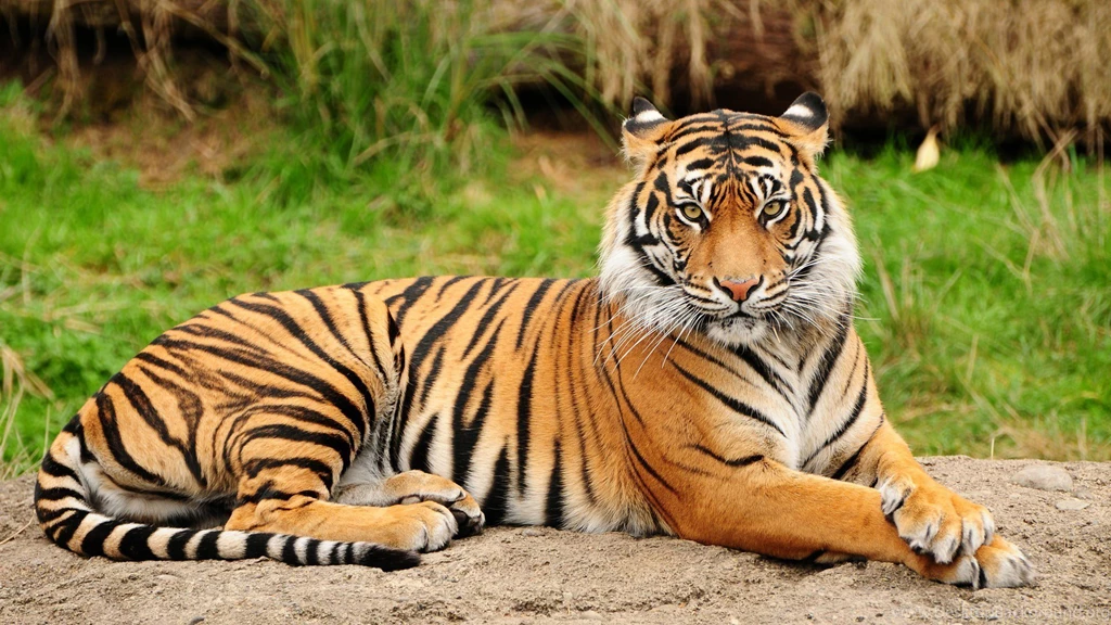 Beautiful Tiger HD Wallpapers