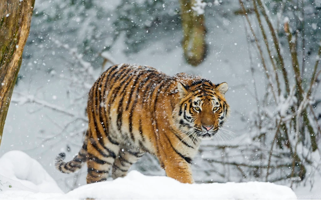 RePin Image: Download Beautiful Tiger On Pinterest