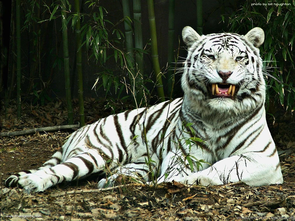 Beautiful White Tiger Wallpapers