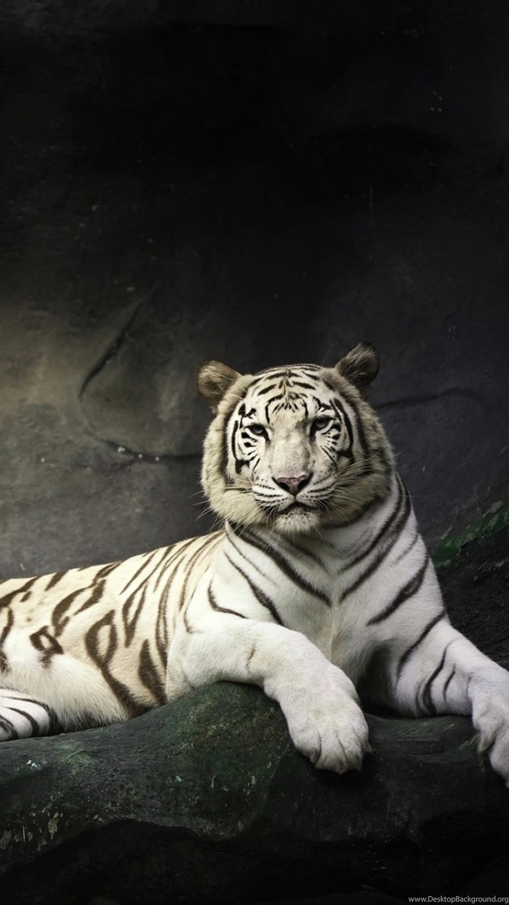 Super Beautiful White Tiger Galaxy S6 Wallpapers