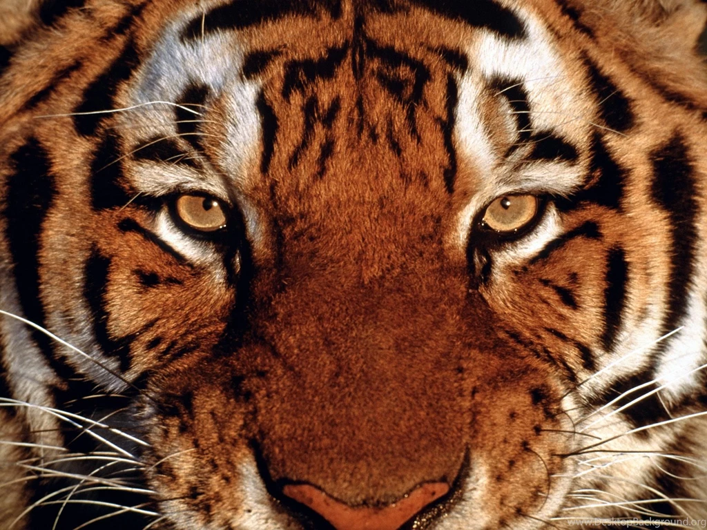 Tigers Wallpapers