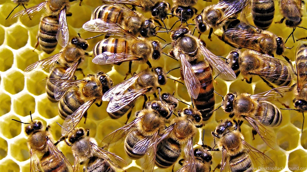 Bees Wallpapers