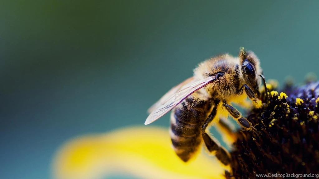 Bees Pollen Wallpapers