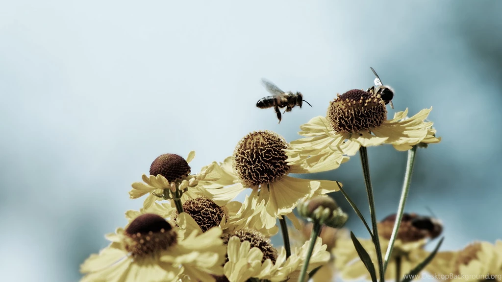 Download The Pollinating Bees Wallpaper, Pollinating Bees iPhone ...