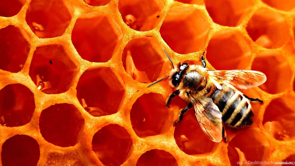 Animals Insects Honeycomb Bees Wallpapers (