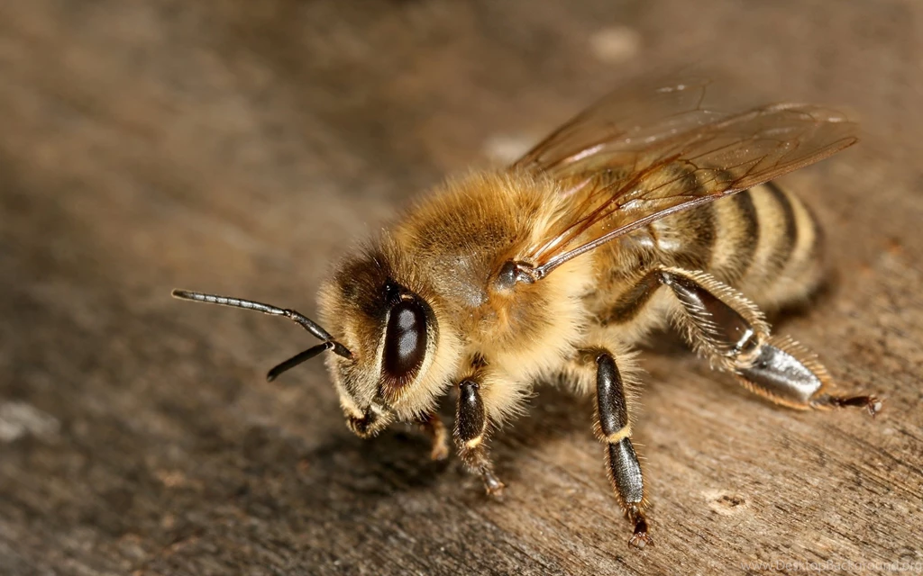Bee Wallpapers Hd