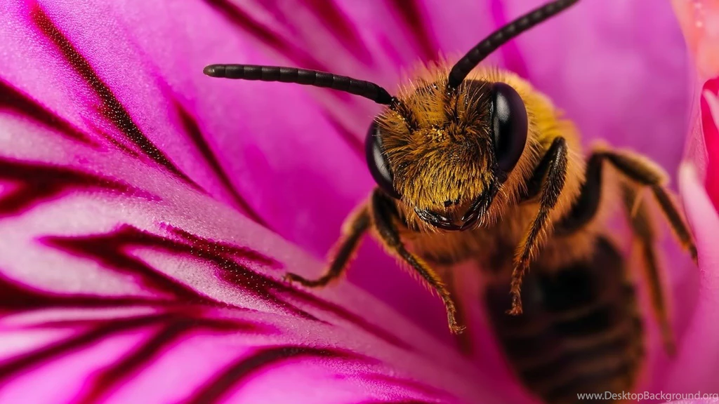 Download Animals Bees Wallpapers 1366x768