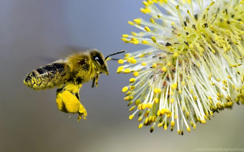 Worker Bee Covered In Pollen Desktop Backgrounds 1440x900 Pixels
