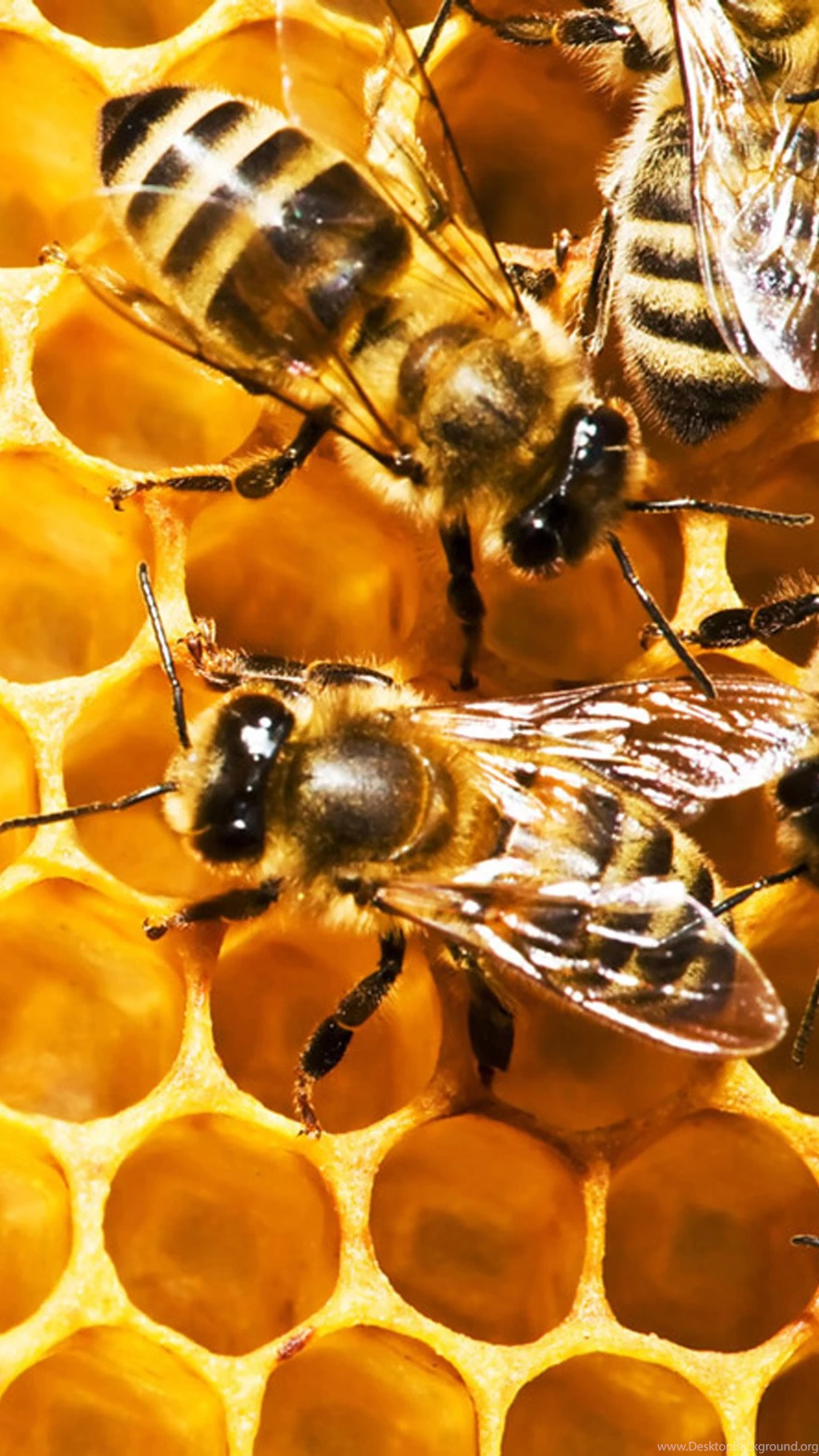 Bees And Honeycomb Galaxy S4 Wallpapers HD.jpg