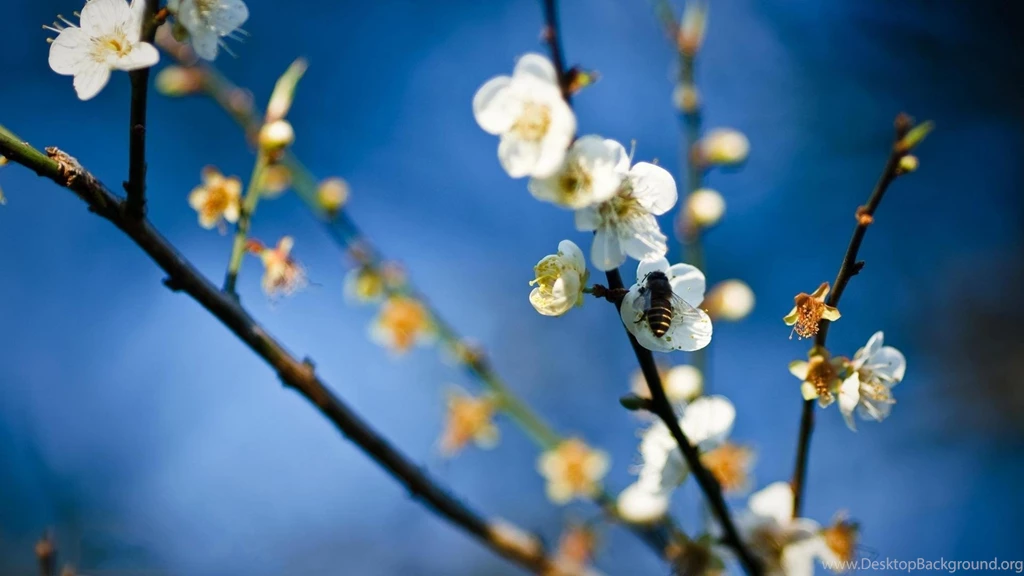 Nature Flowers Insects Bees Depth Of Field White Flowers Wallpapers ...