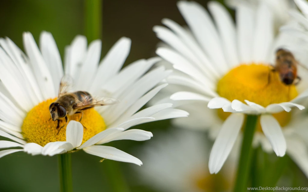 Bees On A Daisy HD Desktop Wallpapers : Widescreen : High ...