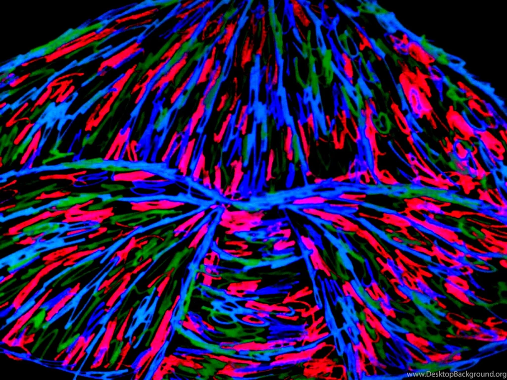 Magick Mushroom Neon By Nyx nixie On DeviantArt