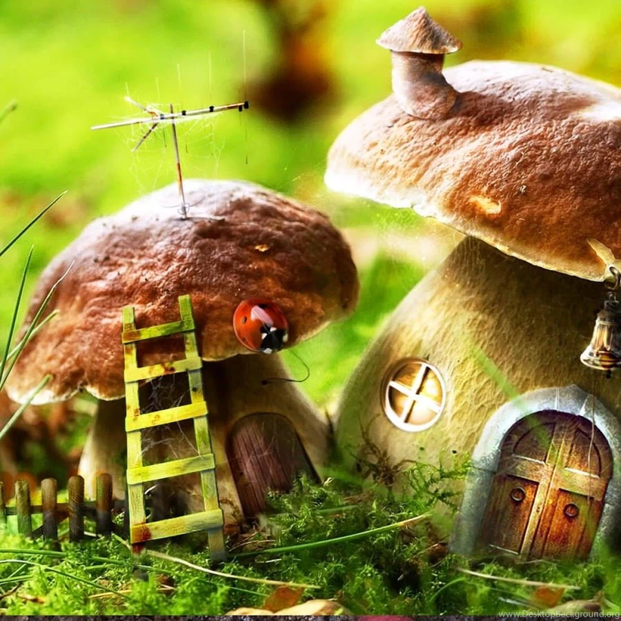 Mushrooms Live Wallpapers Android Apps On Google Play