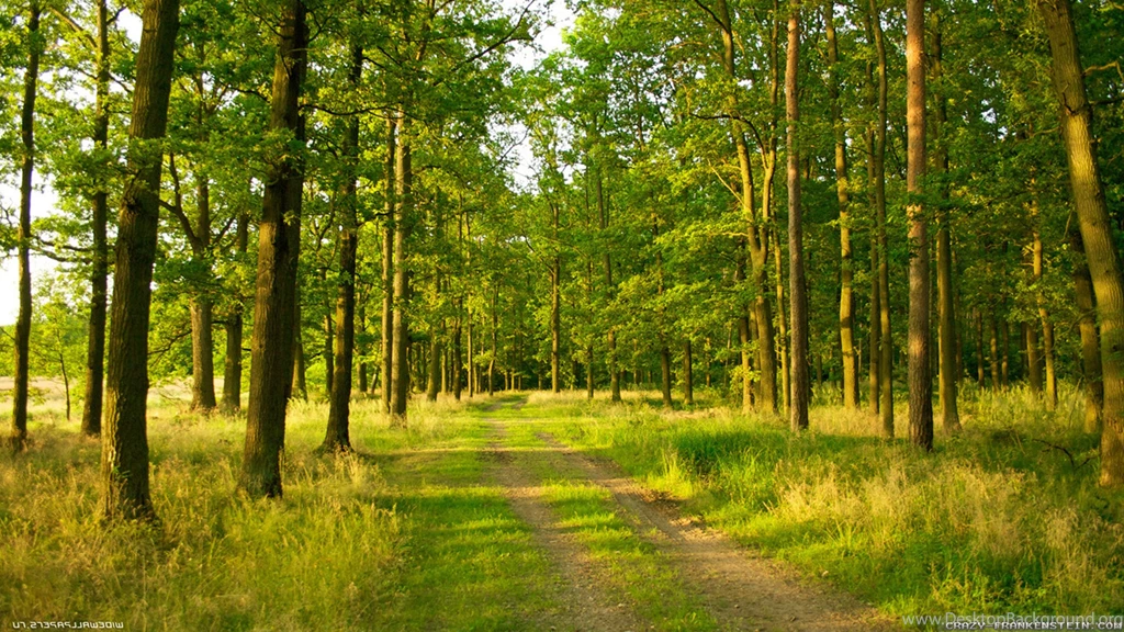 Summer Forest Wallpapers 2 Crazy Frankenstein