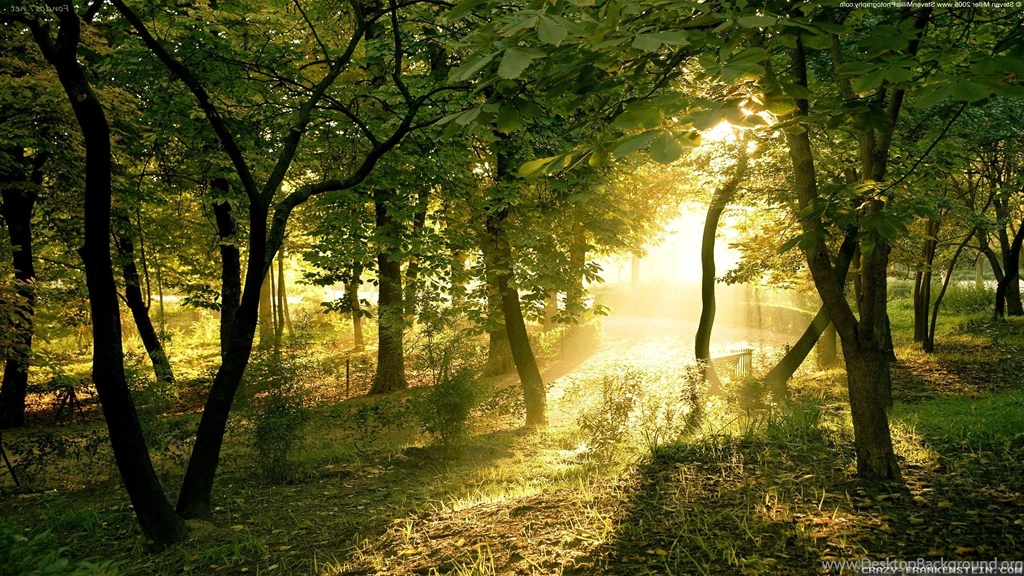Widescreen Forests Summer Forest Crazy Frankenstein Wallpapers ...
