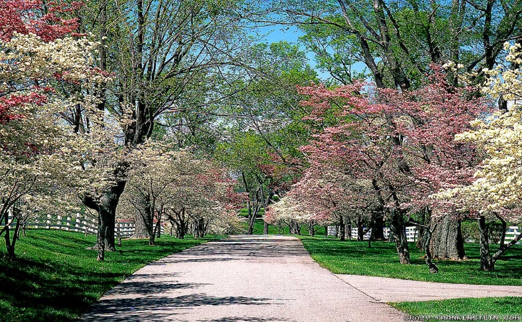 Beautiful Spring Garden Pictures