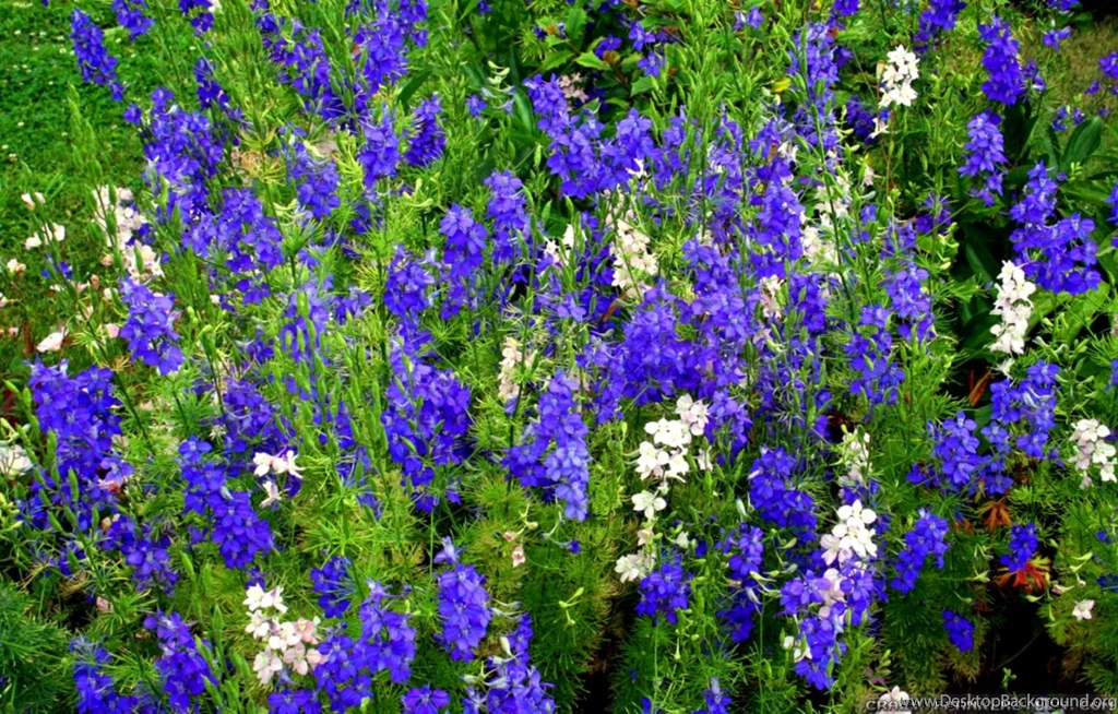 Blue Spring Flowers Names Wallpapers