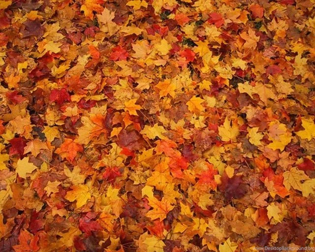 Fall Colors Backgrounds Wallpapers Zone