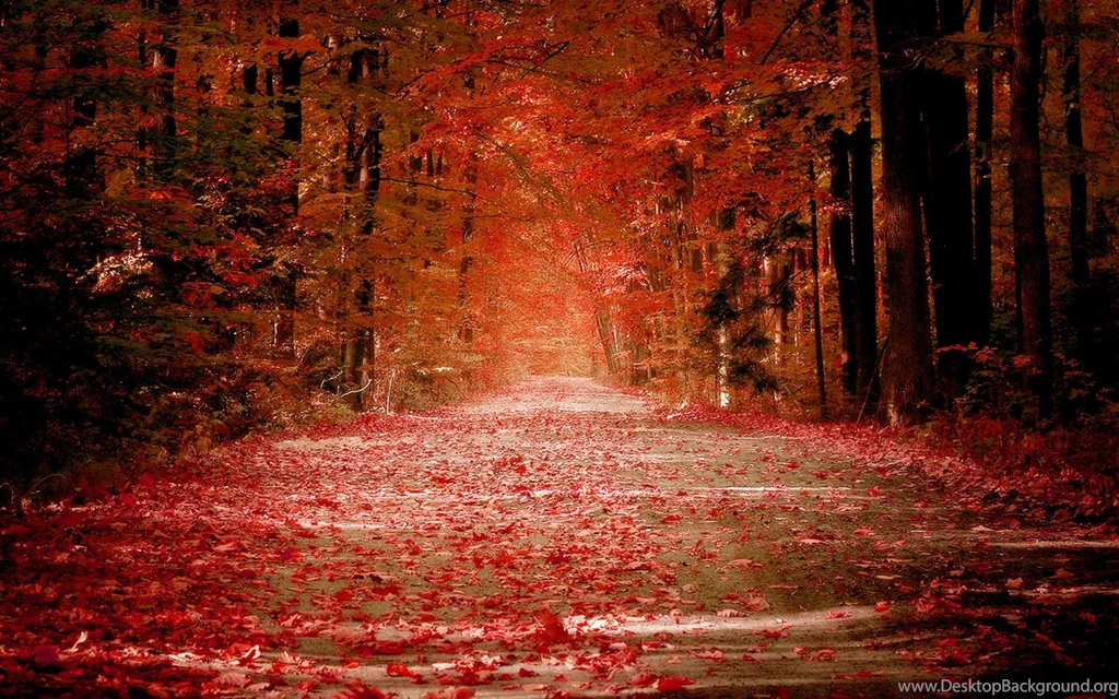 25+ Fall Wallpapers, Backgrounds, Images, Pictures