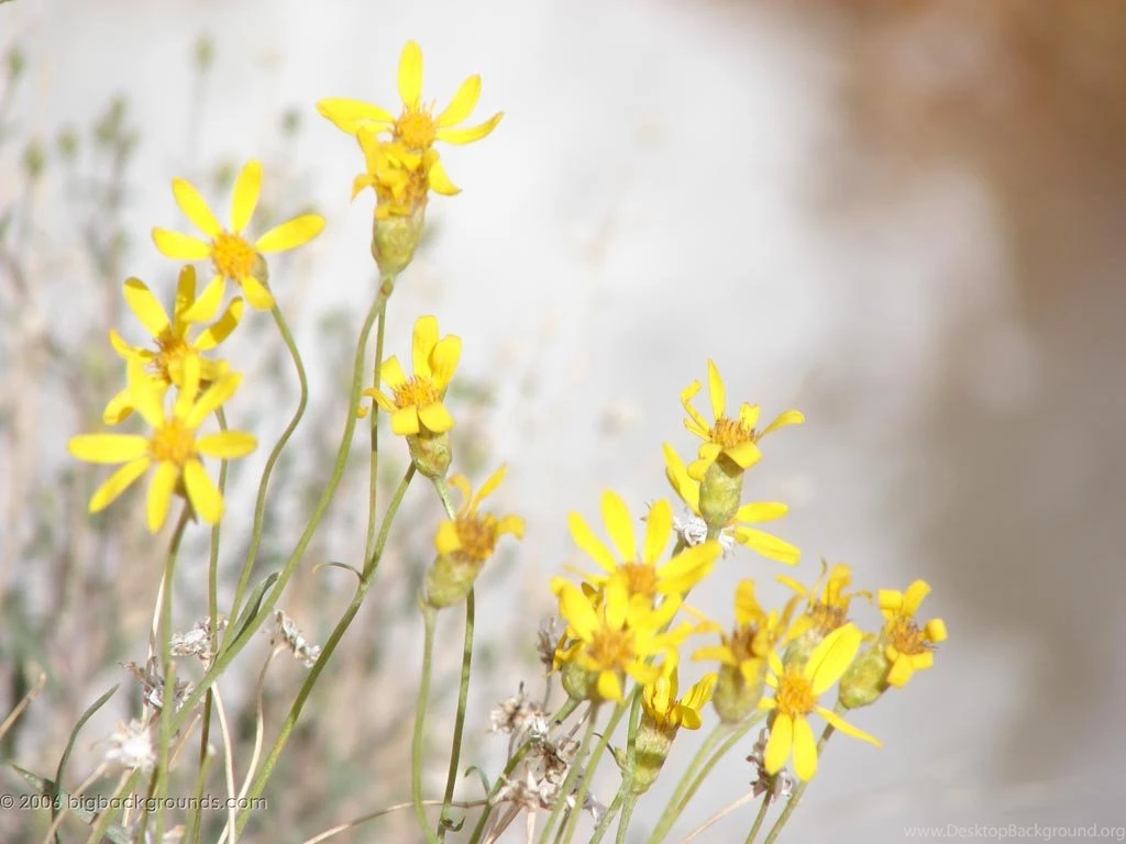 Big Backgrounds Backgrounds "Yellow Flowers And Falls" At 1024 ...