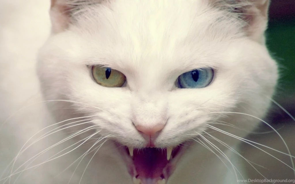 Cute Cat Wallpapers