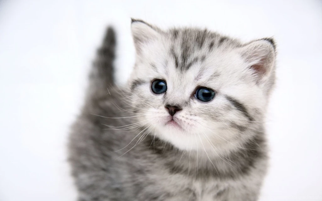 1440x900 Small Cute Kitty Desktop PC And Mac Wallpapers