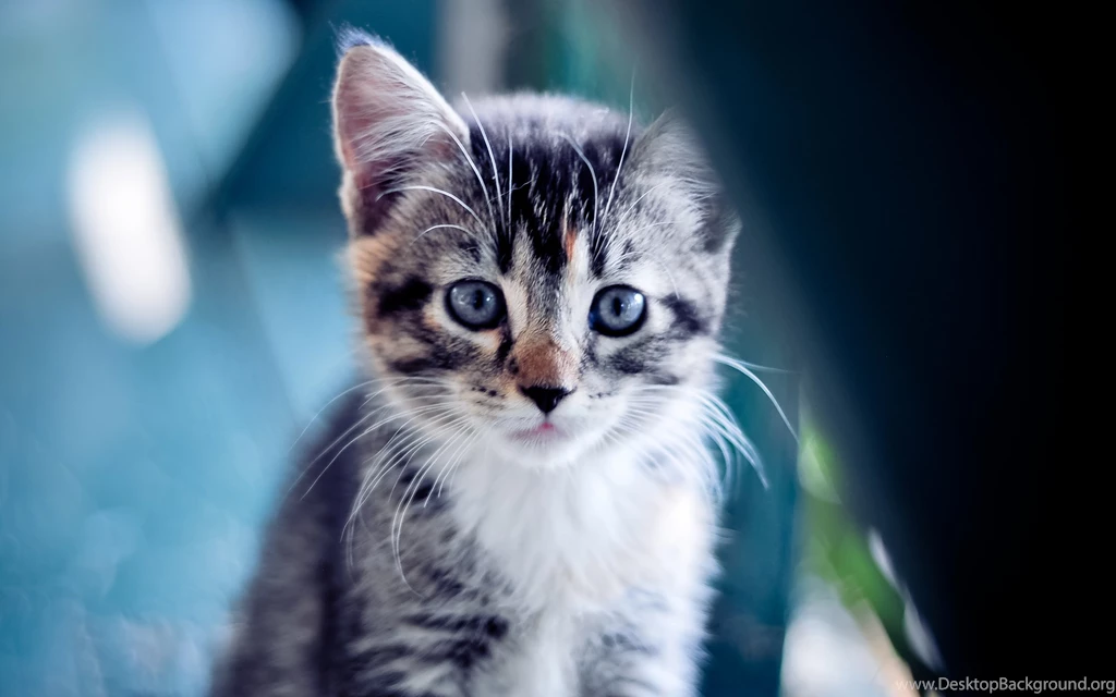 Cute Cat Wallpapers Kitten Wallpapers High Definition Kemecer.com