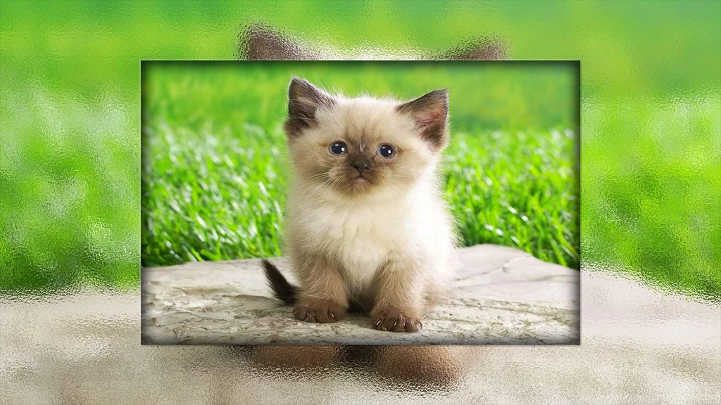 CUTE KITTY WALLPAPER