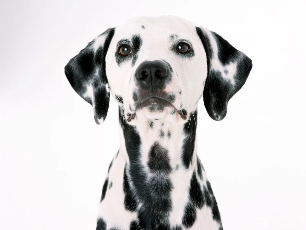 Dalmatian Dog Face Portrait On White Backgrounds Free Stock Photo ...