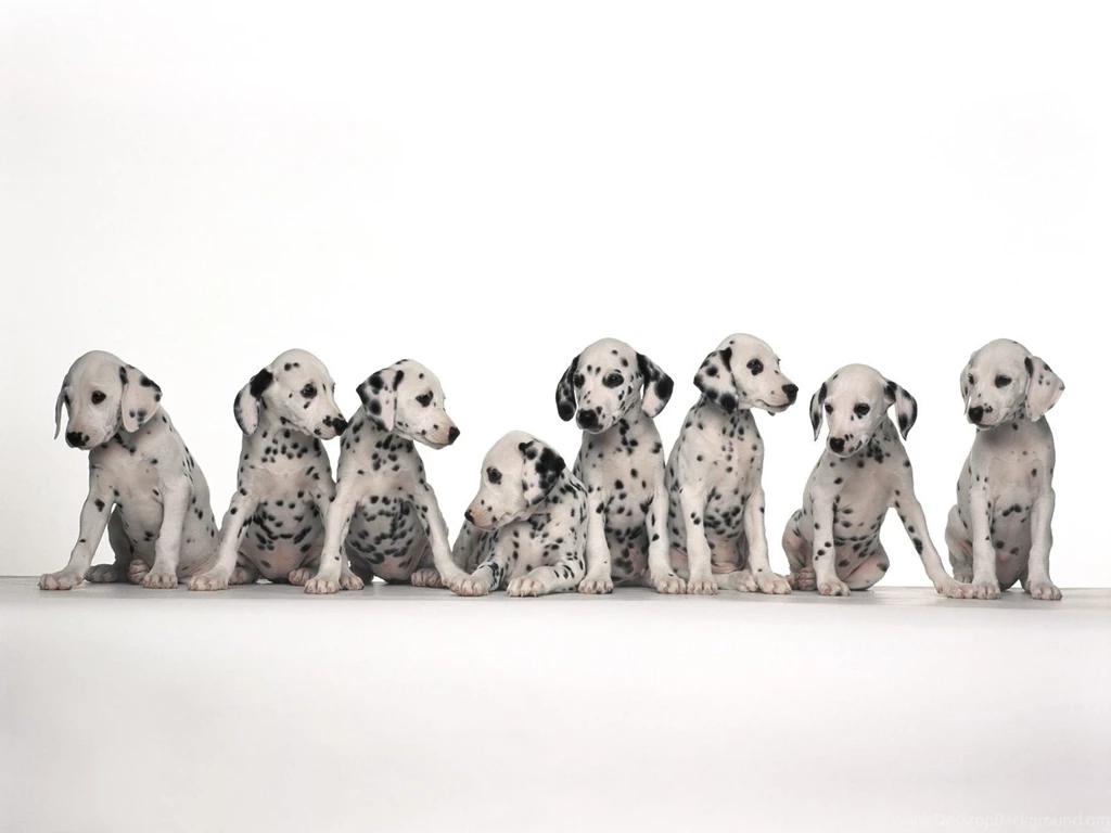 Dalmatian Puppies Standing Isolated On White Backgrounds Free Stock ...