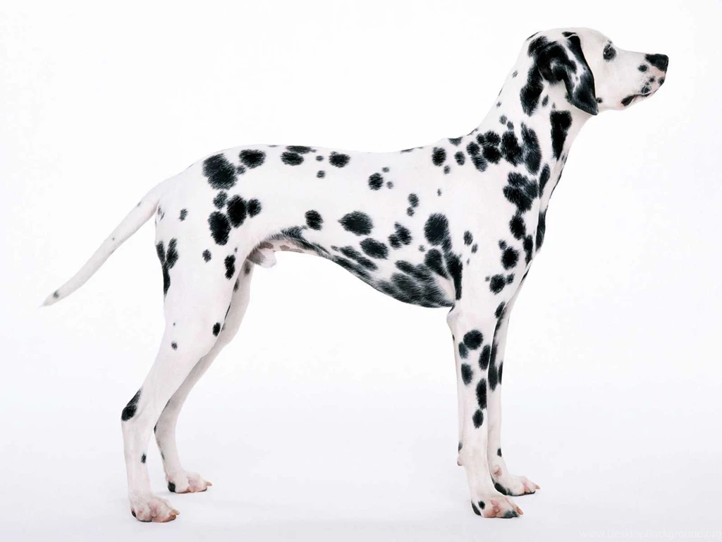 35 Very Beautiful Dalmatian Dog Photos And Pictures