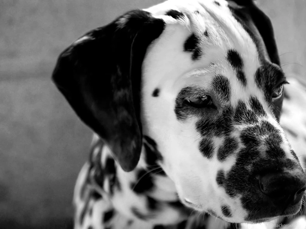 Desktop Wallpapers · Gallery · Animals · Dalmatian Dog