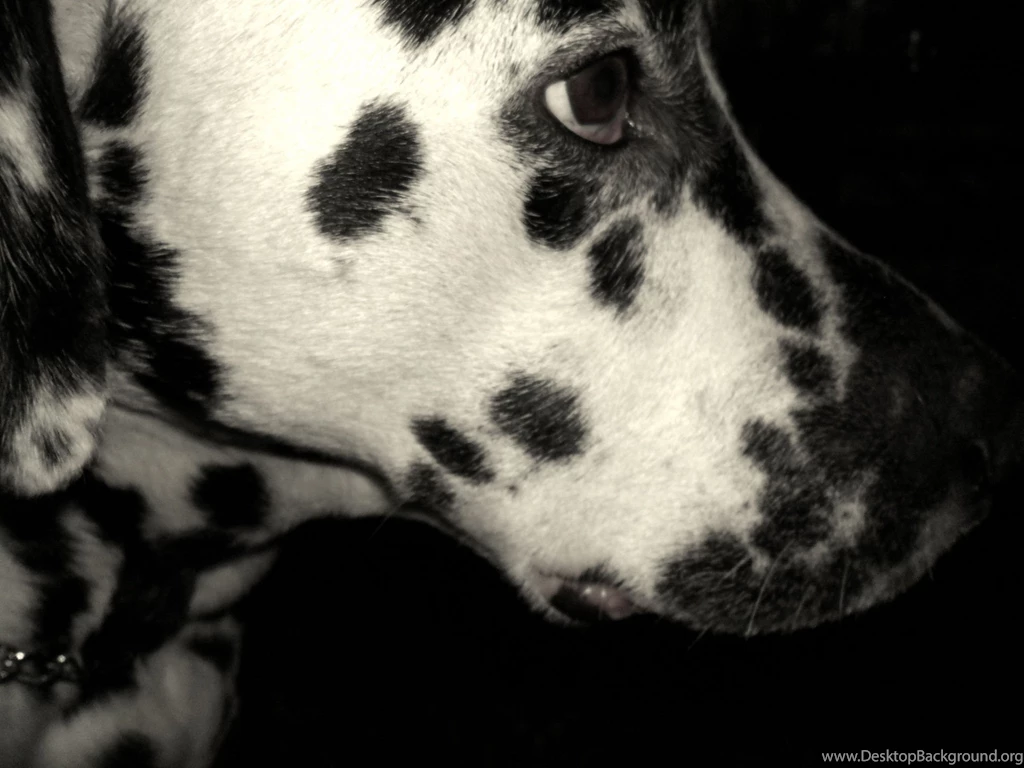 Sad Dalmatian On Black Backgrounds Wallpapers And Images ...