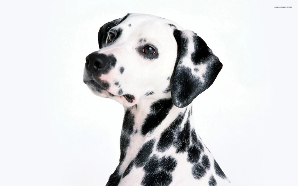 Dalmatian Wallpapers 539714 Resimkoy