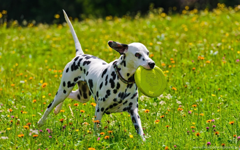 Dalmatian Wallpapers HD Download