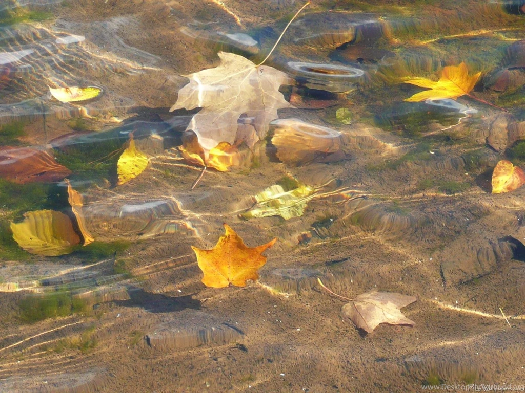 MLeWallpapers.com Fall Leaves In Pond