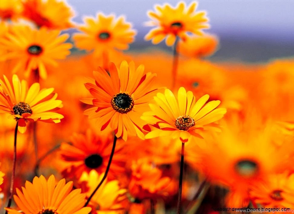 Screensavers Fall Flowers