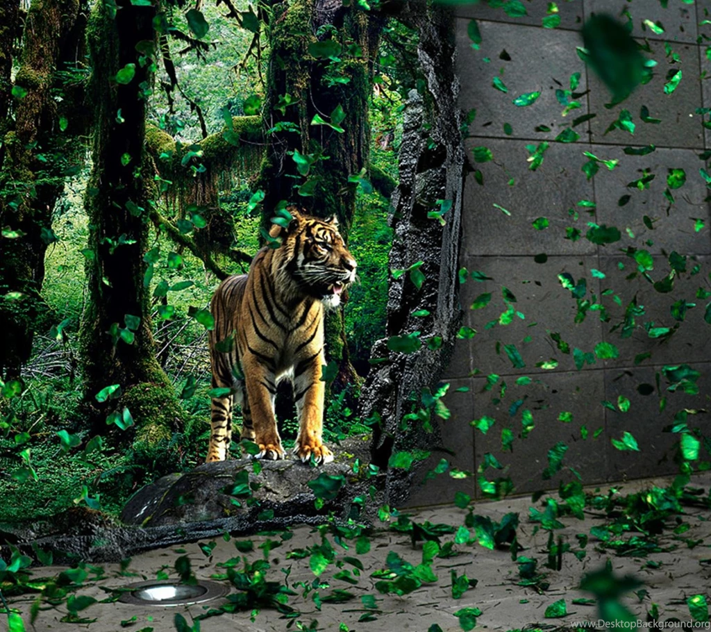Tiger Wallpapers