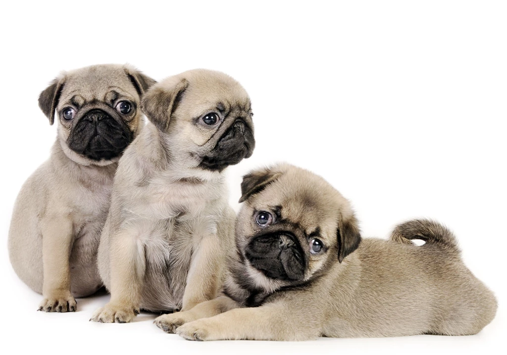 Pug Puppies For Free 12 Hd Wallpapers   DogBreedsWallpapers.com