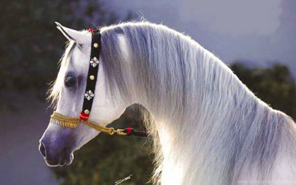 Arabian Horse Free Hd Desktop Wallpapers