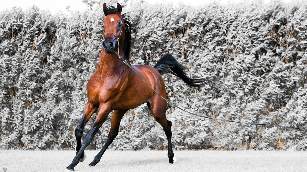 SuperHD.pics: Arabian Horse Equestria Animals Brown Horses Horses ...