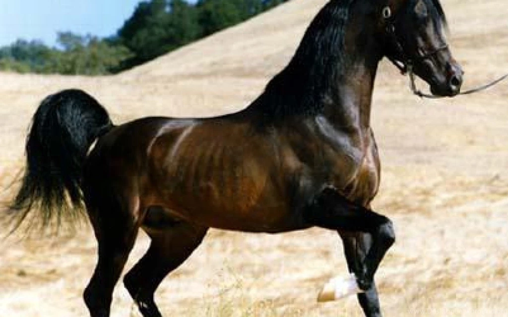 Arabian Horse Mobile Wallpapers 2482 Amazing Wallpaperz